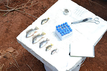 samples of fish and sample tubes